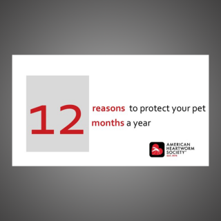 12 Reasons to Protect Your Pet 12 Months a Year