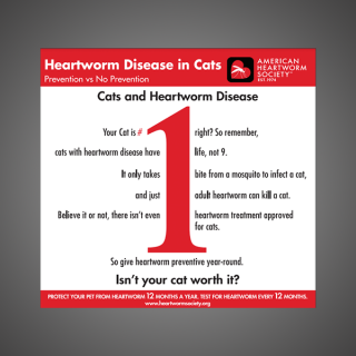 1 Reason: Heartworm in Cats