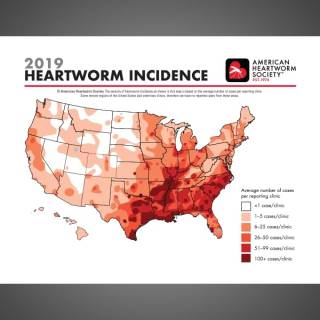 Incidence Map 2019