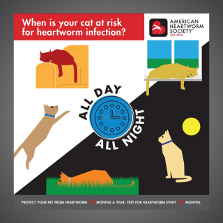 24 Hour Risk Graphic: Cat