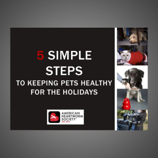 5 Simple Steps to Keep Your Pet Happy for the Holidays