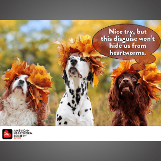 3 dogs in leaf hats