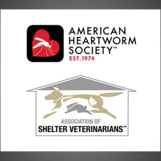 Decision-Making Considerations for Heartworm Management in Shelter Dogs