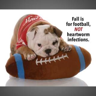Dog in sweater laying on stuffed football