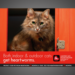 Think 12 Series: Both indoor and outdoor cats get heartworms