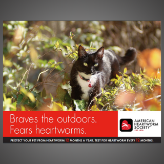 Think 12 Series: Braves the outdoors. Fears Heartworms. (feline)