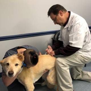 Managing Dogs Treated with Non-AHS Protocols