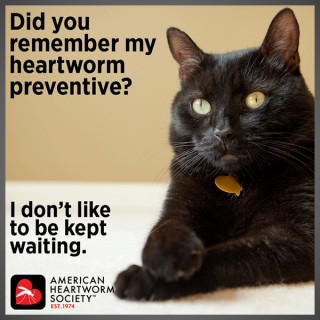 Did you remember my heartworm preventive? (feline)