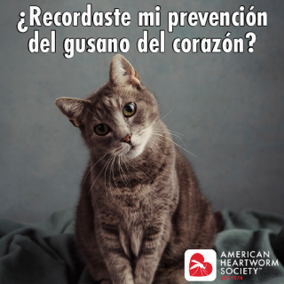  Did You Remember My Heartworm Prevention? (Spanish)
