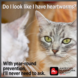 Do I look like I have heartworms? (feline)