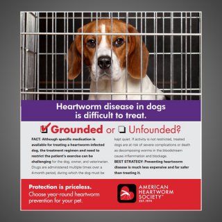 Grounded or Unfounded: Heartworm disease in dogs is difficult to treat.