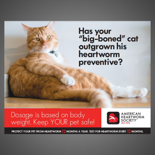 Think 12 Series: Has your big boned cat outgrown his heartworm preventive