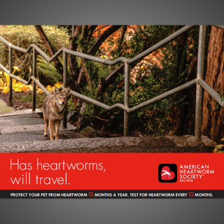 Think 12 Series: Has heartworms will travel