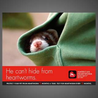 Think 12 Series: He can't hide from heartworm (ferret)