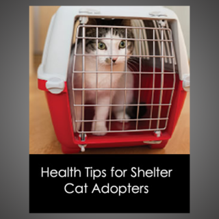 Health Tips for Shelter Cat Adopters