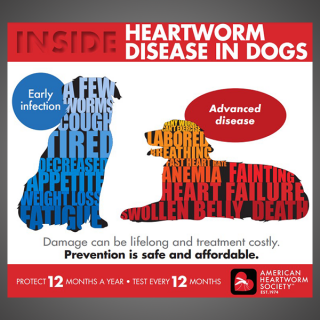 Heartworm Disease In Dogs