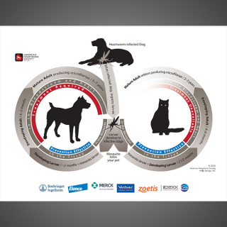 Heartworm Life Cycle (Pet Owners)