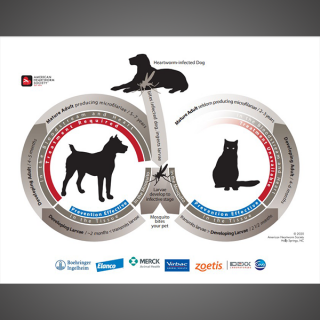 Zoetis 2024 heartworm treatment