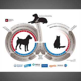 Heartworm Life Cycle (Veterinary Professionals)