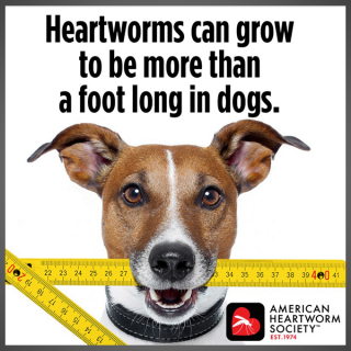 Think 12 Series: Heartworms can grow up to a foot long (a)