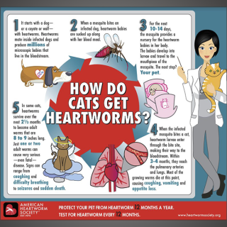 How Do Cats Get Heartworms?