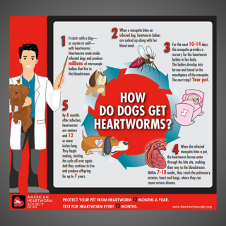 How Do Dogs Get Heartworms?