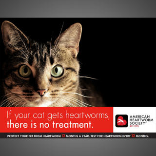 Think 12 Series: If your cat gets heartworms there is no treatment