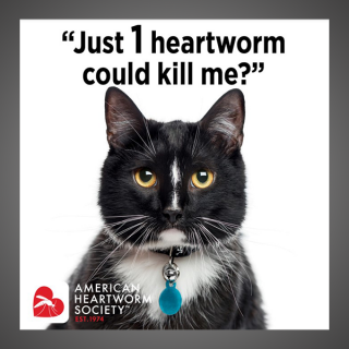 Just 1 heartworm could kill me? (feline)