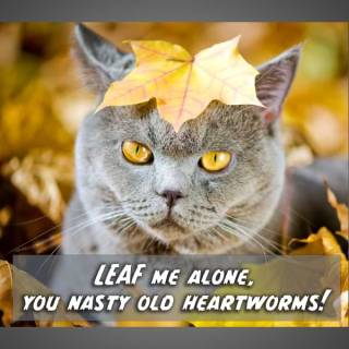 Cat with leaf on its head 