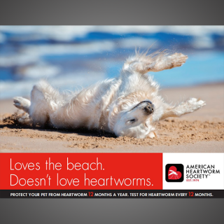 Think 12 Series: Loves the beach. Doesn't love heartworms