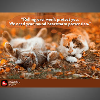 Two kittens in a fall scene
