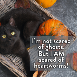 Black cat in basket with pumpkin