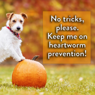 Dog posing on pumpkin