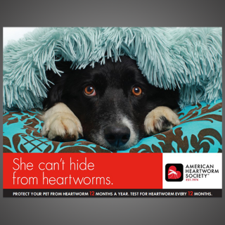 Think 12 Series: She can't hide from heartworm (canine)