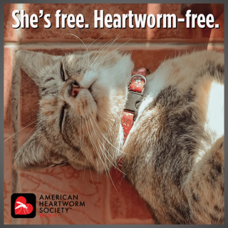 She's free. Heartworm-free.