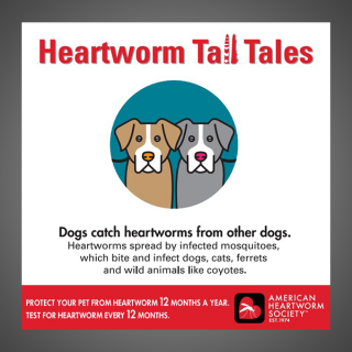 Heartworm Tall Tales - Transmission