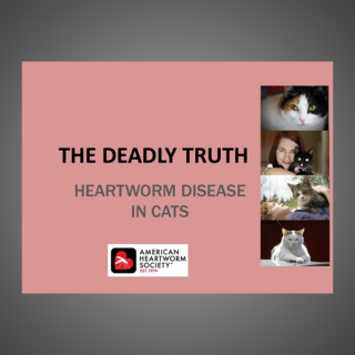 The Deadly Truth: Heartworm Disease in Cats