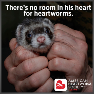 There's no room in his heart for heartworms. (ferret)
