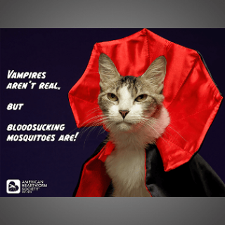 Cat in a vampire costume