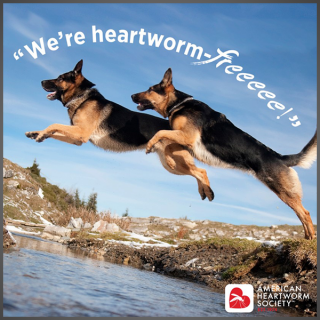 We're heartworm - freeeeeee!