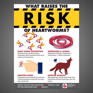 What Raises The Risk Of Heartworms?