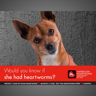 Think 12 Series: Would you know if she had heartworm (canine)