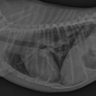 When heartworm patients face complications with Dr. Marisa Ames 