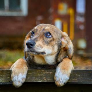 Special Needs Pets: Can I Adopt a Heartworm-Positive Dog?