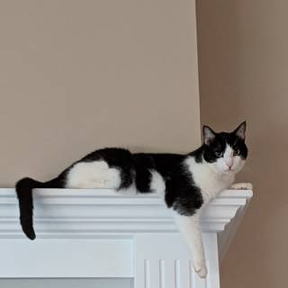 Cat on a mantel