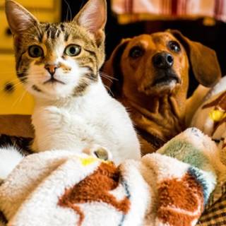 dog and cat snuggling