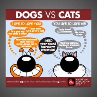 Dogs VS Cats