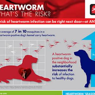 Heartworm Risk