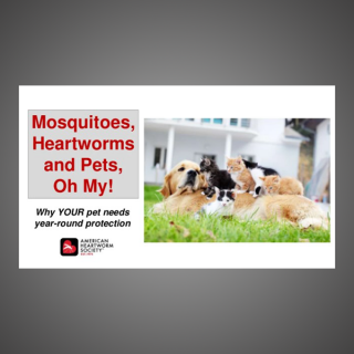 Mosquitoes, Heartworms and Pets OH MY