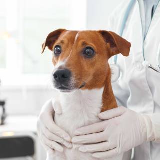 Determining the best treatment protocol for your heartworm-positive patient with Dr. Andy Moorhead 